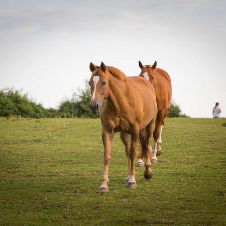 West Cottage, Southlands Farm, Gunnerton ヘクサム エクステリア 写真
