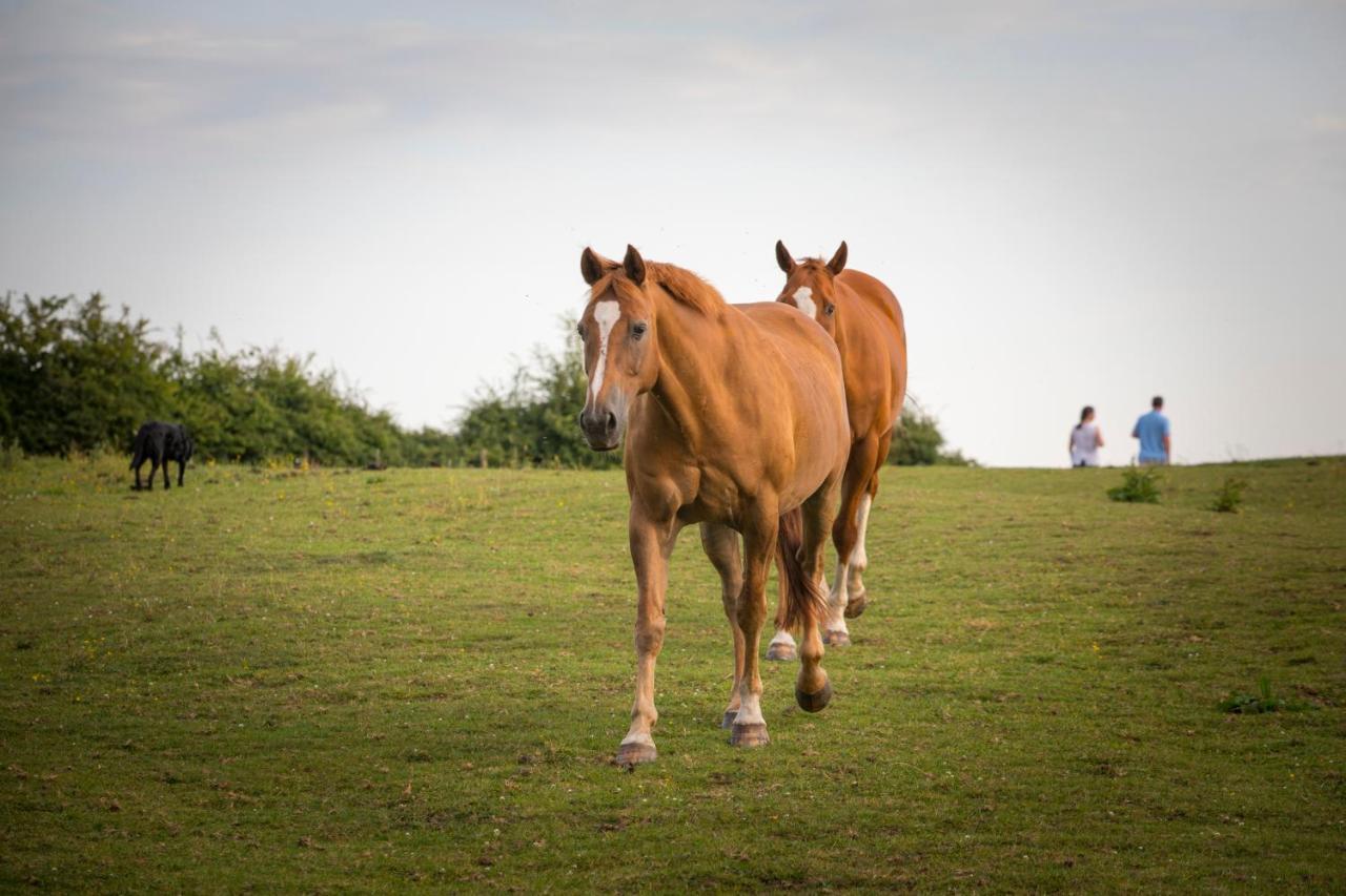 West Cottage, Southlands Farm, Gunnerton ヘクサム エクステリア 写真